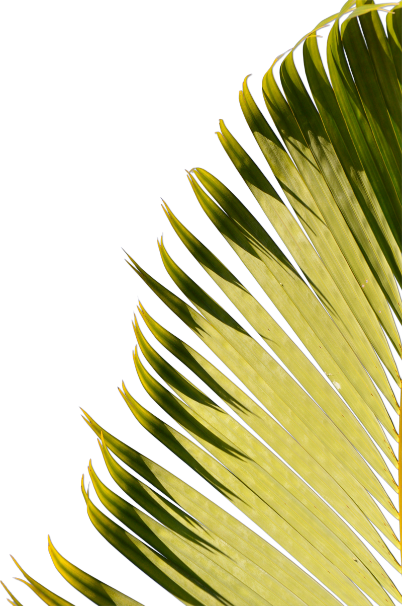 Palmera derecha